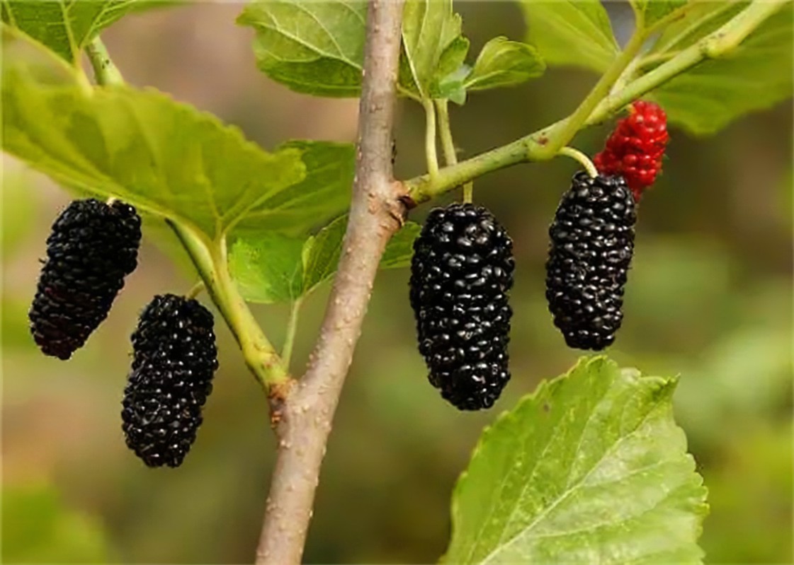 Mulberry Database